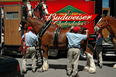 the super bowl commercials: budweiser clydesdales are king of the ads - national lifestyle 